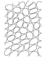 Plagiomnium novae-zelandiae, upper laminal cells. Drawn from B.H. Macmillan 89/104, CHR 461943.
 Image: R.C. Wagstaff © Landcare Research 2018 